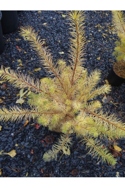 Модрина японська Меджик Голд  опис